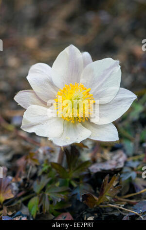 Frühlings-Küchenschelle / arktische violett / Dame des Schnees / Frühjahr Anemone (Pulsatilla Vernalis) in Blüte im Frühjahr Stockfoto