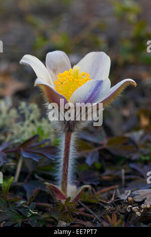 Frühlings-Küchenschelle / arktische violett / Dame des Schnees / Frühjahr Anemone (Pulsatilla Vernalis) in Blüte im Frühjahr Stockfoto