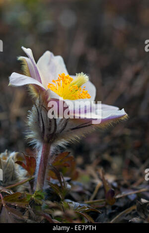 Frühlings-Küchenschelle / arktische violett / Dame des Schnees / Frühjahr Anemone (Pulsatilla Vernalis) in Blüte im Frühjahr Stockfoto