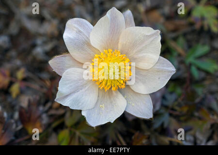 Frühlings-Küchenschelle / arktische violett / Dame des Schnees / Frühjahr Anemone (Pulsatilla Vernalis) in Blüte im Frühjahr Stockfoto