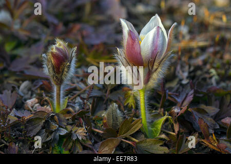 Frühlings-Küchenschelle / arktische violett / Dame des Schnees / Frühjahr Anemone (Pulsatilla Vernalis) in Blüte im Frühjahr Stockfoto