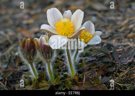 Pasqueflowers Frühling / arktische Veilchen / Dame des Schnees / Frühjahr Anemonen (Pulsatilla Vernalis) in Blüte im Frühjahr Stockfoto