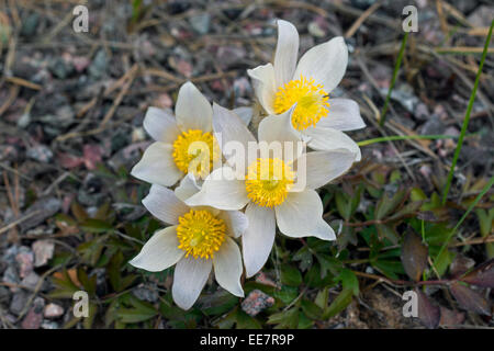 Pasqueflowers Frühling / arktische Veilchen / Dame des Schnees / Frühjahr Anemonen (Pulsatilla Vernalis) in Blüte im Frühjahr Stockfoto