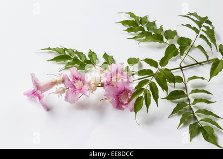 Pink Trumpet Vine (Podranea Ricasoliana) auf weißem Hintergrund Stockfoto