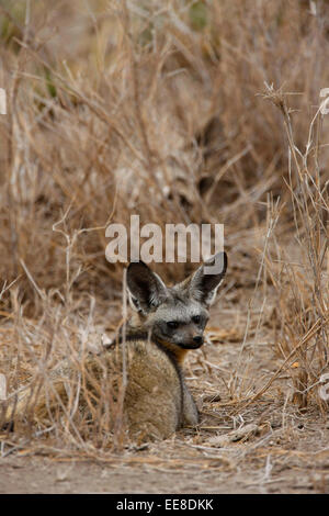 Hieb-eared Fuchs Stockfoto