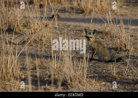 Hieb-eared Fuchs Stockfoto