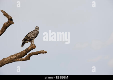 Schwarze Oberkörper Schlange Adler Stockfoto