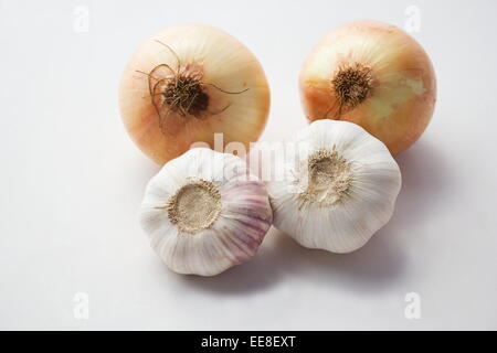 Zwei Zwiebeln und zwei Köpfe von Knoblauch auf weißem Hintergrund Stockfoto