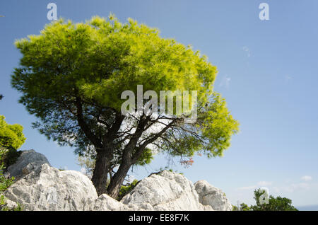 Aleppo-Kiefer [Pinus Halepensis] Skopelos griechische Insel. Oktober Stockfoto