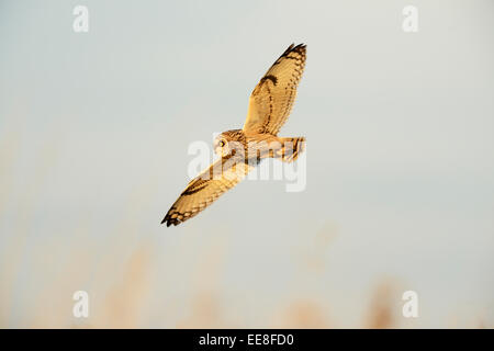 Kurzohreule ASIO flammeus, ein ausgewachsener Vogel, der im letzten Licht des Winternachmittages über Grasland jagt, Nottinghamshire, Großbritannien Stockfoto