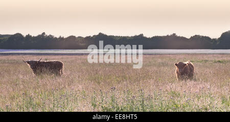 Ein paar von Hochlandrindern in einem Lancashire-Feld bei Sonnenuntergang Stockfoto