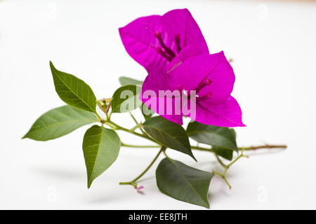 Rosa Bougainvillea Blumen auf weißem Hintergrund Stockfoto