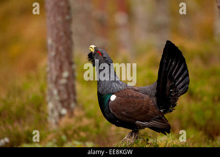 Auerhahn männlich in schottischen Kiefernwald Stockfoto