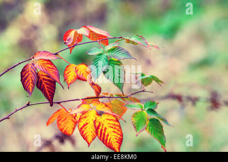 Im Herbst bunt bramble Stockfoto