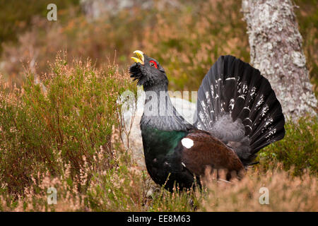 Auerhahn männlich in schottischen Kiefernwald Stockfoto