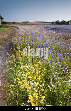 Wildflower Farm im ländlichen Lancashire Stockfoto