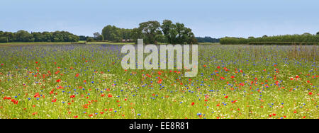 Wildflower Farm im ländlichen Lancashire Stockfoto