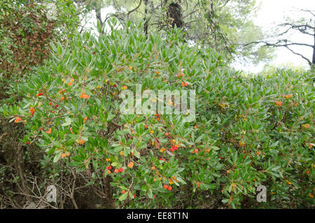 Arbutus Madrid, der Erdbeerbaum. Skopelos, griechische Insel, Oktober. Stockfoto