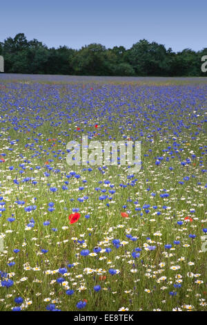 Wildflower Farm im ländlichen Lancashire Stockfoto