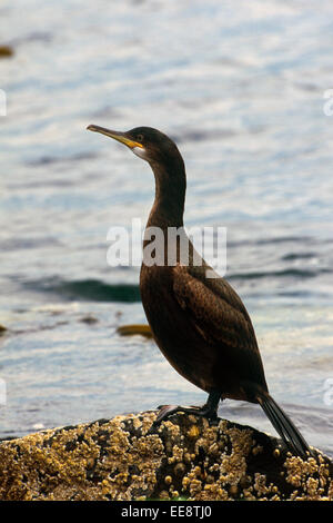 Kormoran Stockfoto