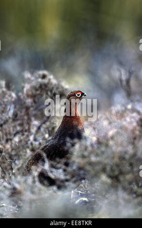 Moorschneehuhn Stockfoto