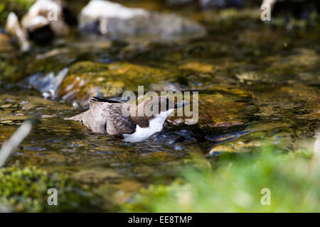 Wagen in den Fluss Fütterung Stockfoto