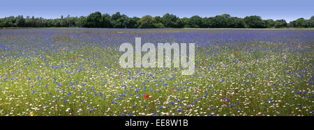 Wildflower Farm im ländlichen Lancashire Stockfoto