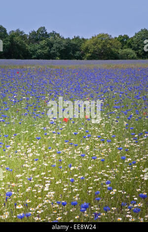 Wildflower Farm im ländlichen Lancashire Stockfoto