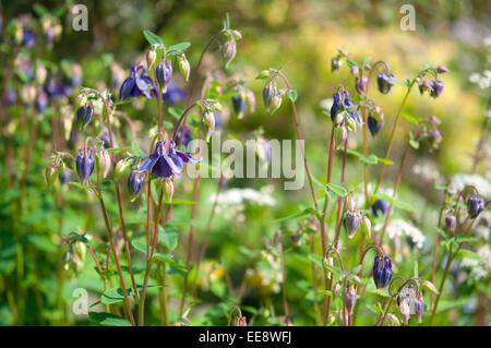 Tiefblaue Aquilegias in einem englischen Garten mit einem weichen Hintergrund. Stockfoto