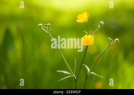 Wiese Butterblume in Nahaufnahme mit weichen grünen Hintergrund. Stockfoto