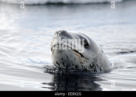 Ein Seeleopard auf der Pirsch am Kap Washington, Ross Island, Antarktis. Stockfoto