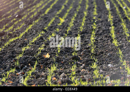 junge Winterweizen Pflanzen sprießen aus einem frisch gepflügten Acker an einem sonnigen Herbsttag. Stockfoto