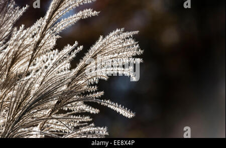 Spike von Pampasgras (Cortaderia Selloana) in die helle Hintergrundbeleuchtung Stockfoto