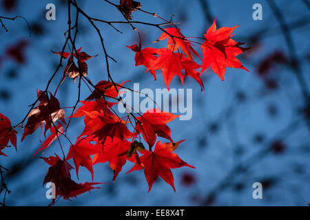 leuchtend rote Ahornblätter während Indian summer Stockfoto