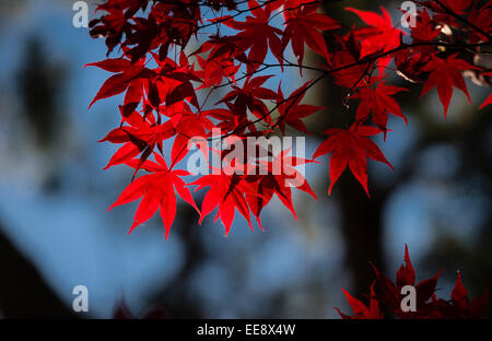 leuchtend rote Ahornblätter während Indian summer Stockfoto