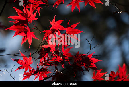 leuchtend rote Ahornblätter während Indian summer Stockfoto