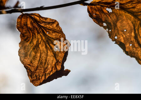 Makroaufnahme von zwei geschrumpft, Blätter verwelkte Buche hängen von einem Baum in der Hintergrundbeleuchtung. Symbol der Vergänglichkeit Stockfoto