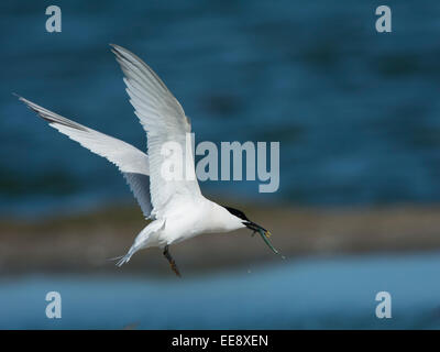 Brandseeschwalbe [Thalasseus Sandvicensis SY: Sterna Sandvicensis] Brandseeschwalbe Stockfoto