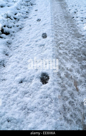 Carmarthenshire, Wales, Großbritannien. 14.. Januar 2015. Der Schneefall über Nacht in Carmarthenshire wird von kühlem Wetter und Sonnenschein begrüßt. Fox Footprints machen einen Trail auf einer eisbedeckten Straße mit Reifenpfaden in West Wales, Großbritannien. Kathy DeWitt/AlamyLiveNews Stockfoto