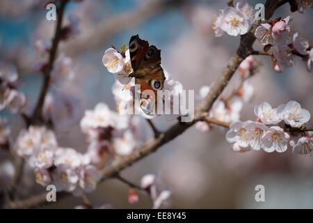 Suche nach Nektar auf Aprikose Blume Schmetterling Stockfoto