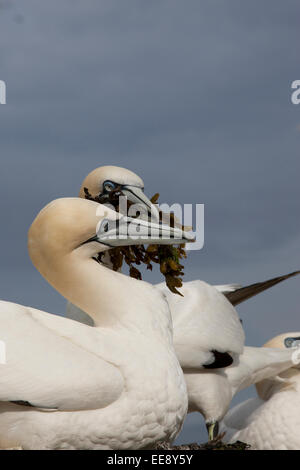 Gannet brachte Nistmaterial Stockfoto