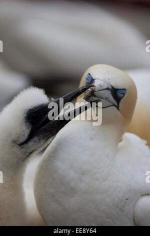 Gannet mit Küken Stockfoto