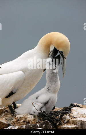 Gannet Fütterung eine Küken Stockfoto