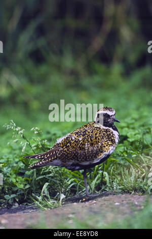 Goldregenpfeifer Stockfoto
