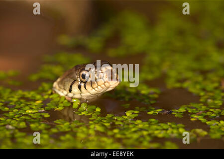 Ringelnatter im Wasser Stockfoto