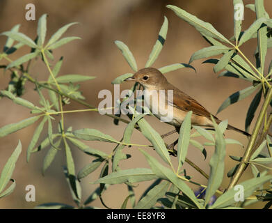 gemeinsamen Whitethroat [Warbler] [Sylvia Communis] Dorngrasmücke, Deutschland Stockfoto