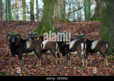 Europäischer Mufflon, Europäische Mufflon (Ovis Orientalis Musimon), Deutschland Stockfoto