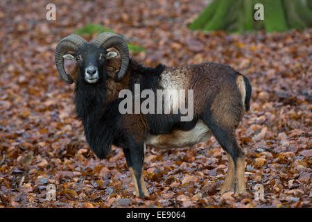 Europäischer Mufflon, Europäische Mufflon (Ovis Orientalis Musimon), Deutschland Stockfoto