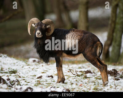 Europäischer Mufflon, Europäische Mufflon (Ovis Orientalis Musimon), Deutschland Stockfoto