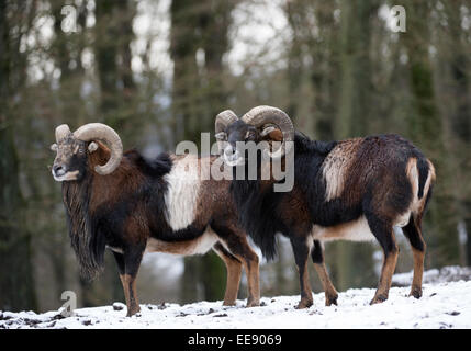 Europäischer Mufflon, Europäische Mufflon (Ovis Orientalis Musimon), Deutschland Stockfoto